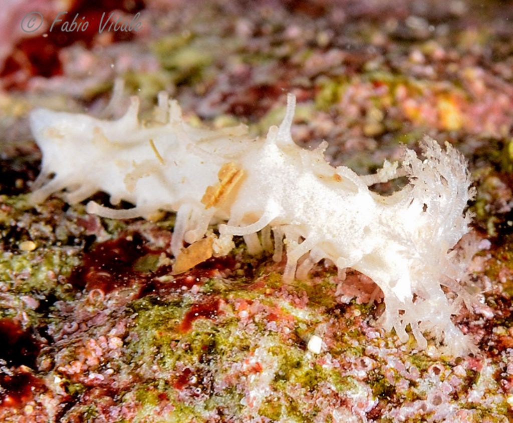 Holothuroidea da identificare (juvenile Ocnus planci?)